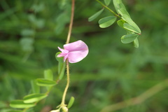 Tephrosia maxima
